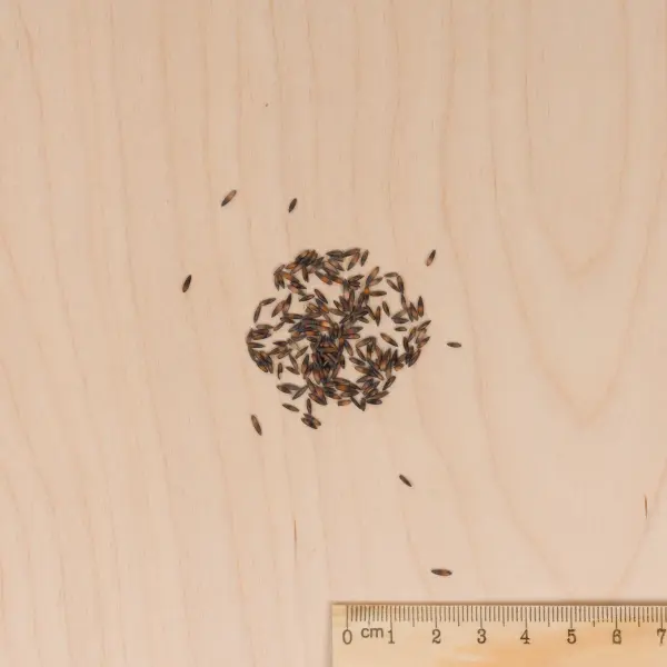 Fleurs - Statice Sinuata Variée - MEDIA_3D